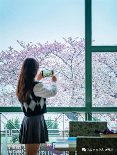 武汉晴川假日酒店的樱花，终于开了！