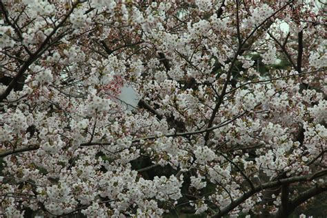 樱花的花语及传说 - 花语百科