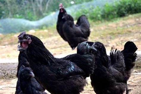 浅谈四川旧院黑鸡的特点以及对人体的益处-万源市泉鸡坝畜禽养殖专业合作社