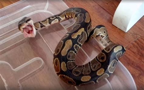 宠物蛇活吃老鼠，养蛇当宠物的什么想法_腾讯视频
