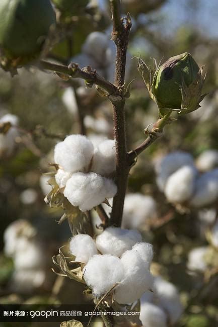 河南棉花批发 被套用 三级 四级皮棉 棉花批发价 纱厂用棉花原棉-阿里巴巴