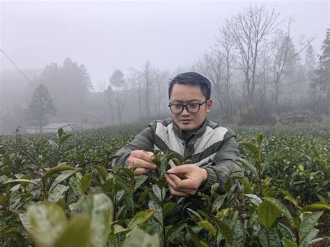 一亩茶园产多少斤茶青，一亩茶园产100～200斤 - 茶叶百科 - 聚艺轩