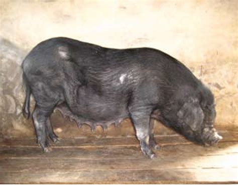 白猪和黑猪有和区别,黑猪白猪,卡通黑猪白猪_大山谷图库