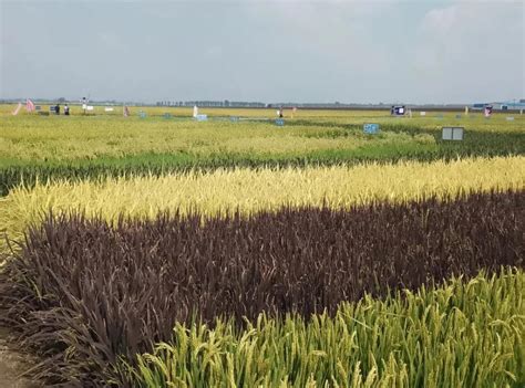 引进水稻优势品种 科技助农示范推广-营口市农业农村局