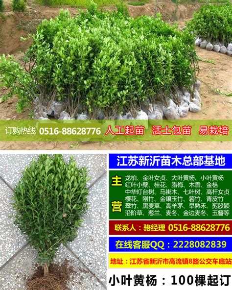 千年矮树图片