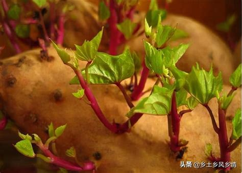 水培红薯苗怎么养护,红薯水培种植,水培山芋苗_大山谷图库