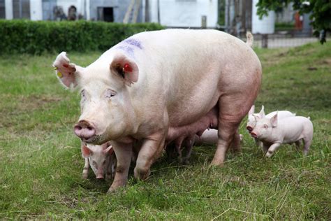 欧洲猪场应用母猪批次化生产管理方法的调查_康贝奥农牧