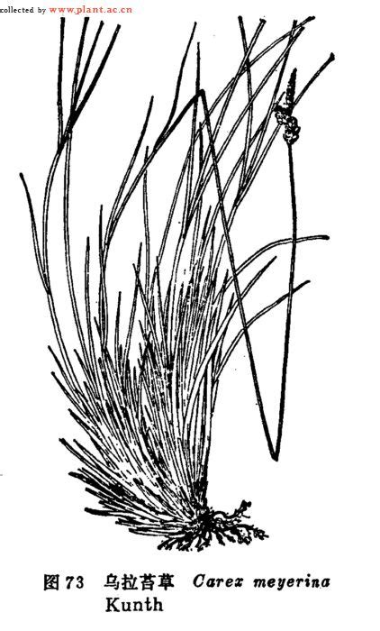 乌拉草是什么,乌拉草形态特征,乌拉草主要用途 ,乌拉草的传说_齐家网