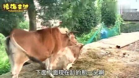 牛的交配与繁殖，养牛人要了解_母牛