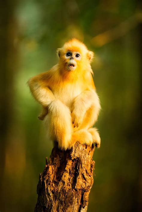 【金丝猴摄影图片】神农架生态摄影_TheHanRiver_太平洋电脑网摄影部落