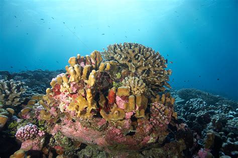 珊瑚礁特写高清图片下载-正版图片501458344-摄图网
