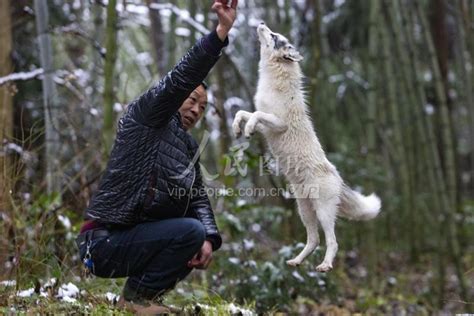 湖北利川：白狐获救助 与护林工成“好朋友”-人民图片网