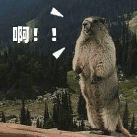 土拨鼠表情包动图图片