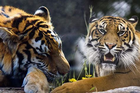 狮虎争斗！雄狮和老虎王者之战，狮子不幸战死沙场_腾讯视频