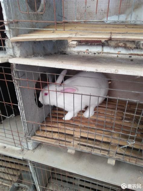 生产 獭兔 养殖獭兔 遗传性能稳定的兔子品种-阿里巴巴