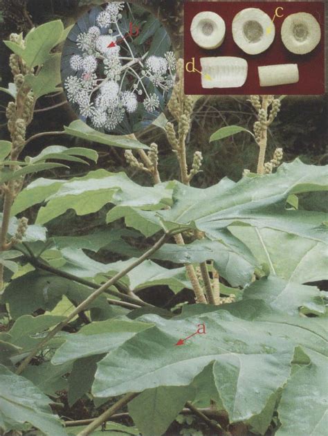 通草图片