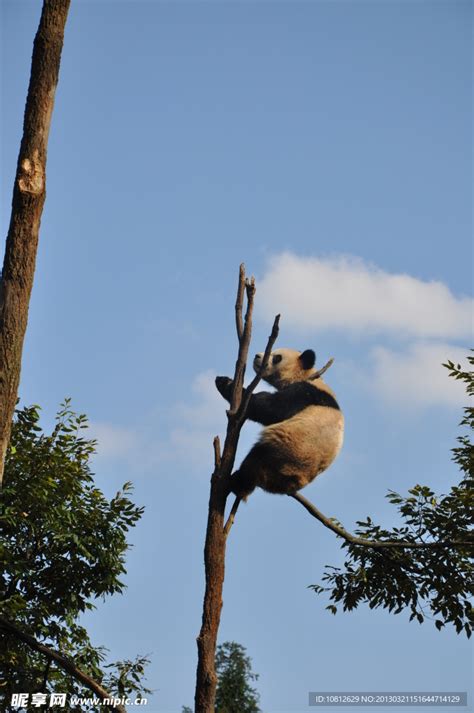 树枝上的大熊猫摄影图__野生动物_生物世界_摄影图库_昵图网nipic.com
