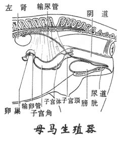 雌马的生殖生理特性 | 农人网