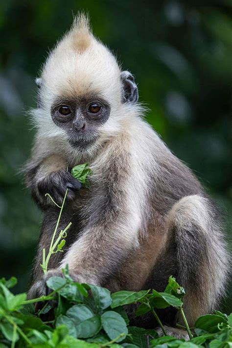 地球上10大最珍稀的猴子，你见过哪几种？(3)_巴拉排行榜