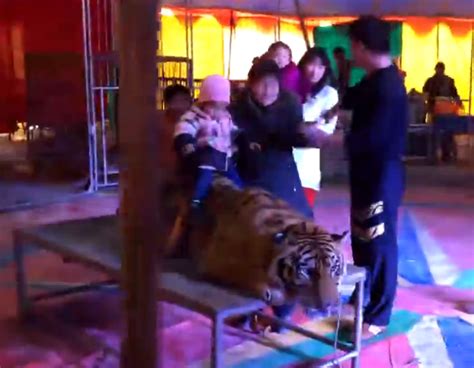 女子放生老虎，没想到5年后再相遇，直接被猛虎“锁了喉”！_腾讯视频