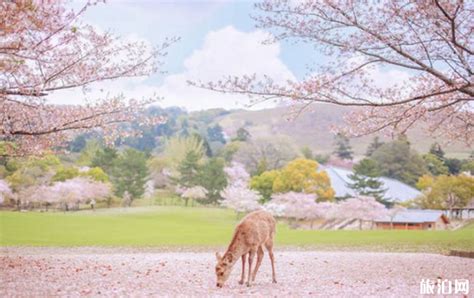 日本奈良小鹿在哪里 日本奈良鹿介绍_旅泊网