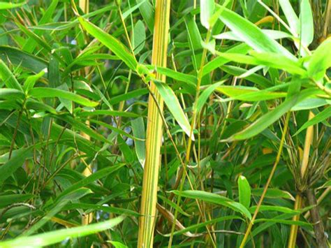 100种竹子品种大全-常见问题-长景园林网