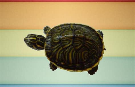 大河甜甜圈龟苗 佛州尼加拉瓜彩龟乌龟宠物水龟小乌龟活体甲甲龟-阿里巴巴