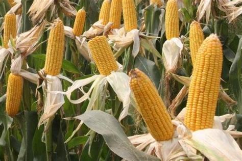 德朗117玉米种子特点，适宜播期4月下旬至5月初 - 新三农