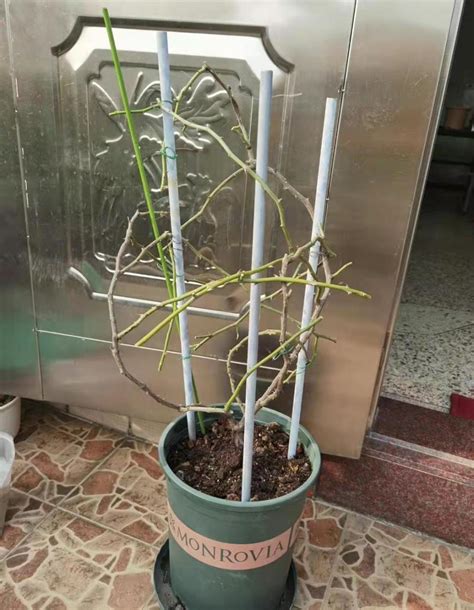 月季花后修剪方法和技术-种植技术-中国花木网