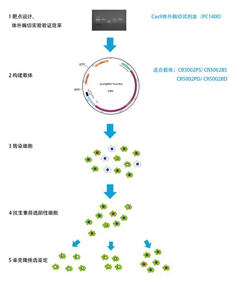 CM的新应用：细胞工程和精确基因编辑 – TrioBio