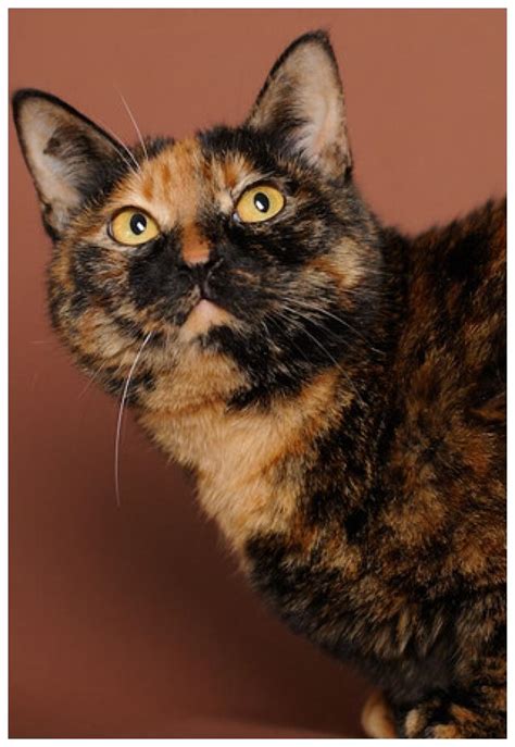 丑萌界的玳瑁猫，有没有惊为天人的美这是我看过最漂亮玳瑁！