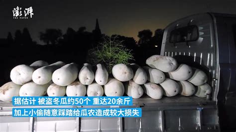 1400斤冬瓜被偷无奈报警，民警在菜地现场抓获4人_凤凰网视频_凤凰网