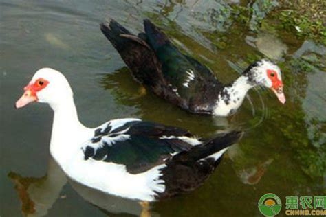鸭和鹅的杂交品种 - 惠农网