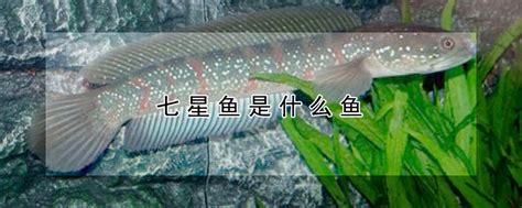 七星鱼是什么鱼 —【发财农业网】
