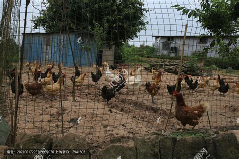 鸡的养殖技术和鸡病防治，附养殖技术和鸡病防治方法 - 农敢网