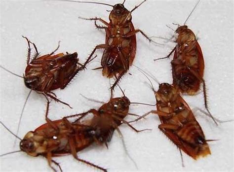 蟑螂会咬人吗 蟑螂的危害是什么 - 六强百科网