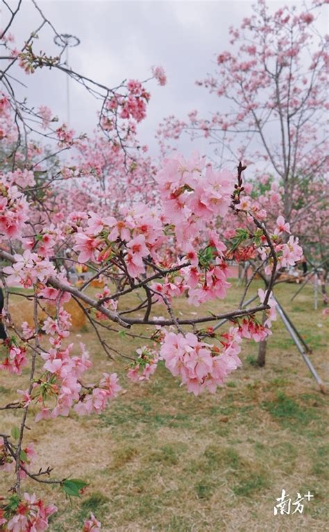 莫负好春光！廉江樱花正怒放，快来，错过等一年！|樱花|公园|廉江_新浪新闻