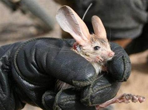 老鼠“变异”长出两只巨大的耳朵，真相让专家都笑了|耳朵|变异|专家_新浪新闻