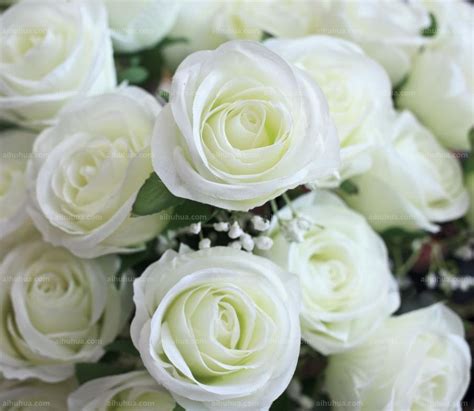 白玫瑰图片_白玫瑰盆栽图片大全 - 花卉网