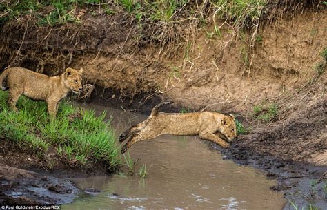 5只小狮子在母亲谆谆善诱之下克服挑战 - 神秘的地球 科学|自然|地理|探索