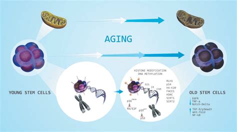 巨噬细胞移动抑制因子调控细胞衰老的研究进展