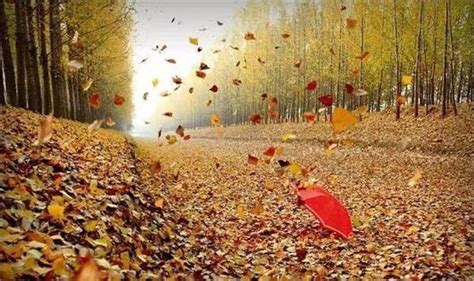 秋季落叶唯美风景jpg格式图片下载_熊猫办公