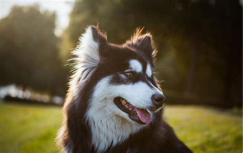 阿拉斯加雪橇犬性格特征介绍、饲养优缺点及市场价格-宠物主人