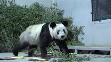 运送旅美大熊猫“丫丫”专机降落上海 现场市民激动哭了_腾讯视频