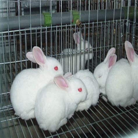 绿创兔笼教您如何应对养兔市场低迷期_绿创笼具