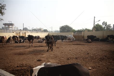 牛在农村家高清图片下载-正版图片507241138-摄图网