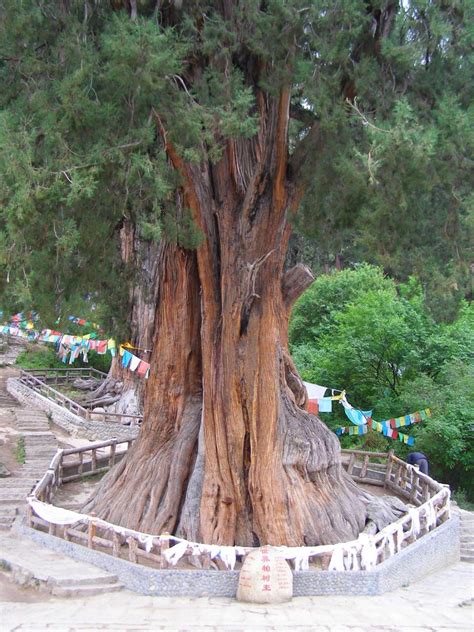 中国十大顶级古树名木 树龄均超千年！