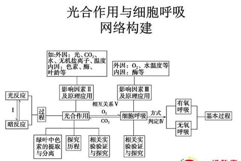 Cell：终生记忆是如何形成的？-研究-转化医学网-转化医学核心门户