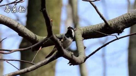 贝子鸟又叫“煤山雀”，听听它的清脆叫声_腾讯视频