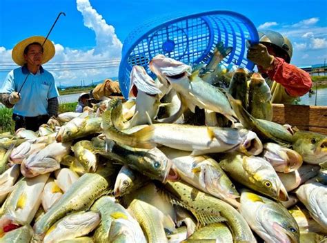 珠海：“中国海鲈之都”授牌仪式7日举行 助力打造世界级品牌__凤凰网